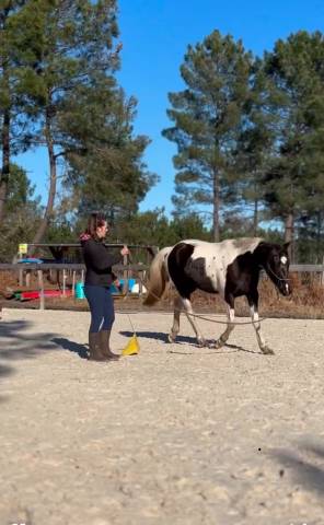 Yegua AES Anglo European Studbook En venta 2022 P&iacute;o