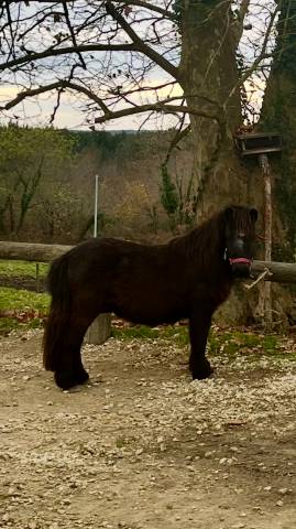 Caballo castrado Shetland En venta 2022 Bayo moreno por Cromignon d&rsquo;Alix