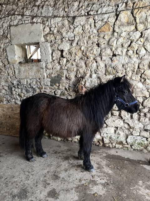 Potranca Shetland En venta 2023 Bayo moreno por Cromignon d&rsquo;Alix