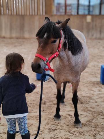 Yegua Welsh Part Bred En venta 2019 Roano