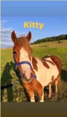 Yegua Welsh Part Bred En venta 2022 P&iacute;o