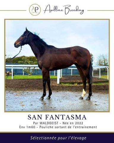 Yegua Pura Sangre En venta 2022 Bayo