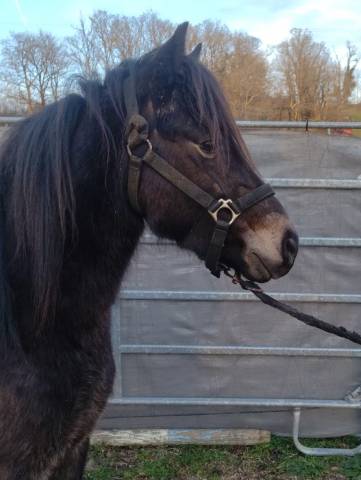 Caballo castrado New Forest En venta 2022 Isabelo por ERYOPS D'ARQUETAN