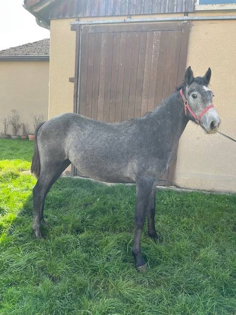 Potro Connemara En venta 2024 Tordo por GALION DE MINUIT