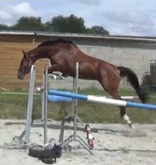 Yegua Silla Franc&eacute;s En venta 2014 Bayo por CON AIR