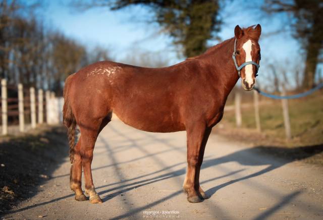 Caballo castrado Paint Horse En venta 2018 Alaz&aacute;n