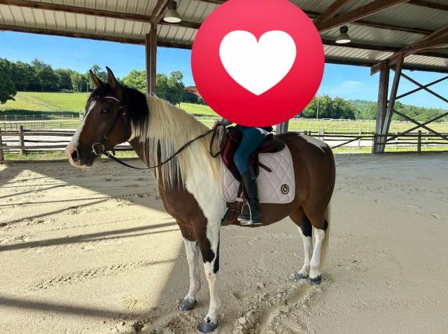 Caballo castrado Paint Horse En venta 2020 Tobiano