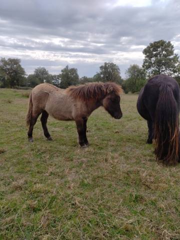 Potro Origine Constat&eacute;e En venta 2025 Grullo por SLOUP STARQUETAN