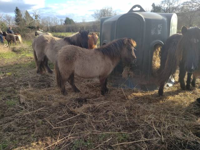 Potro Origine Constat&eacute;e En venta 2025 Grullo por SLOUP STARQUETAN