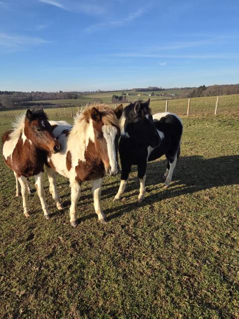 Potro Origine Constat&eacute;e En venta 2025 P&iacute;o