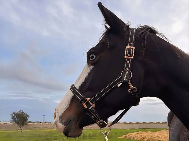 Yegua Quarter Horse En venta 2021 Bayo moreno por COLONEL SHINING GUN