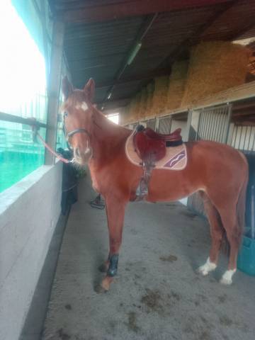 Yegua Origine Constat&eacute;e En venta 2022 Alaz&aacute;n