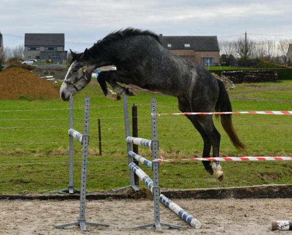 Semental Zangersheide En venta 2023 Tordo
