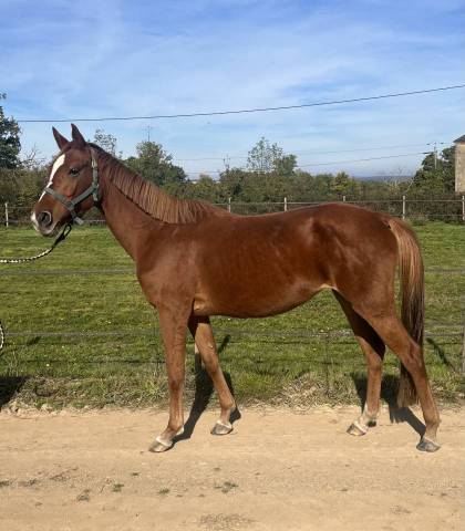 Yegua Silla Franc&eacute;s En venta 2020 Alaz&aacute;n por ernest