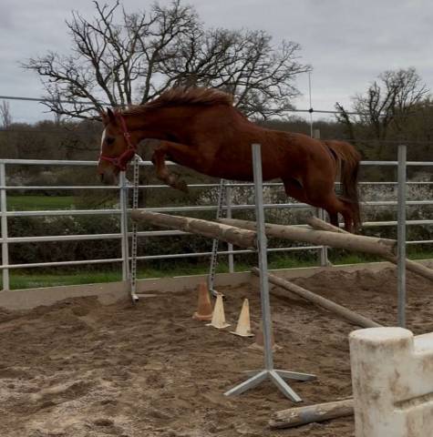 Yegua Silla Franc&eacute;s En venta 2020 Alaz&aacute;n por ernest