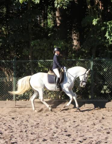 Yegua Lusitano En venta 2014 Tordo