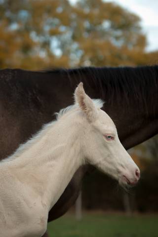 Potro Akhal Teke En venta 2025 Perlino por SHKARA IZLAYON