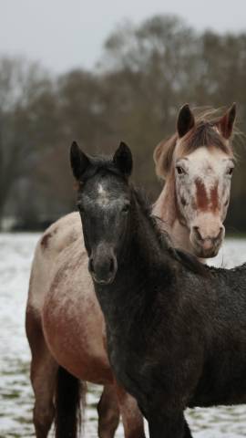 Potranca Nez Perc&eacute;s En venta 2025 Tordo por PLYUSH DE KADEDZA