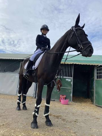 Caballo castrado PFS Poni Fran&ccedil;&eacute;s de Silla En venta 2011 Negro por HILKENS BLACK DELIGHT