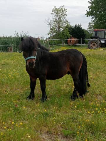Semental Shetland En venta 2012 Bayo moreno por YARDDUMURYMARAIS