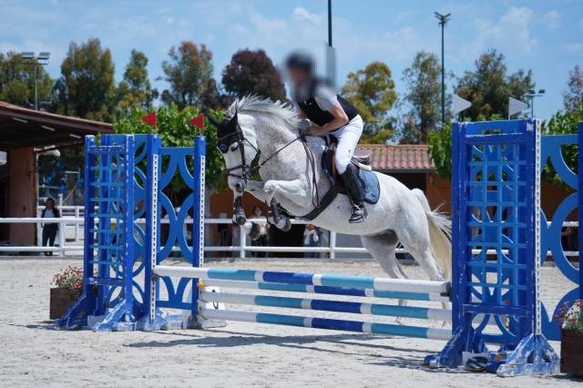 Caballo castrado salto 9 a&ntilde;os