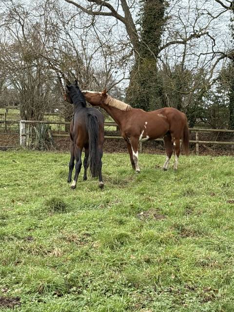 Palafrenero - No asalariado Medio tiempo - Calvados Francia
