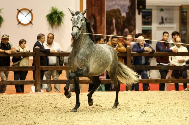 POTRO PRE 3 A&Ntilde;OS 