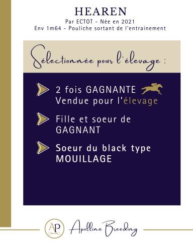 Yegua Pura Sangre En venta 2021 Bayo