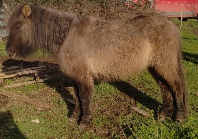 Yegua Origine Constat&eacute;e En venta 2024 Grullo por SLOUP STARQUETAN