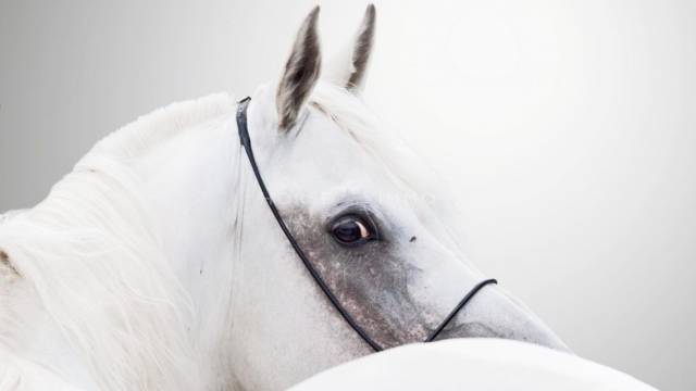 Propiedad ecuestre En venta Gard