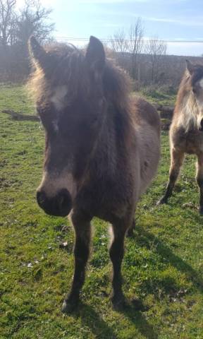 Potro New Forest En venta 2025 Isabelo por UTRILLO D'ARQUETAN