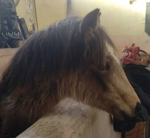 Potranca New Forest En venta 2025 Isabelo por UTRILLO D'ARQUETAN