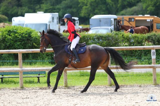 Yegua Zangersheide En venta 2018 Bayo moreno