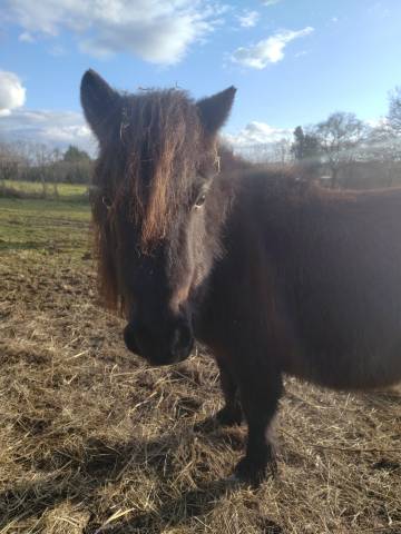 Caballo entero Origine Constat&eacute;e En venta 2023 Negro por SLOUP STARQUETAN