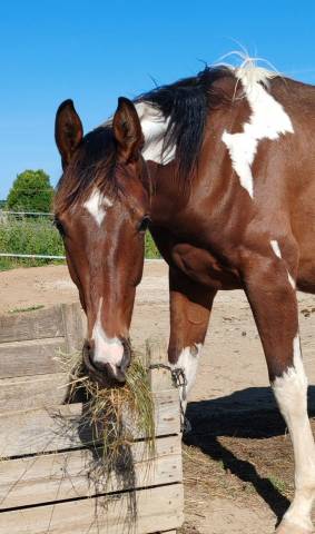 Semental Zangersheide En venta 2024 P&iacute;o