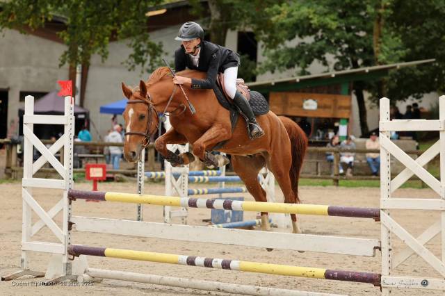 Caballo castrado Silla Franc&eacute;s En venta 2020 Alaz&aacute;n