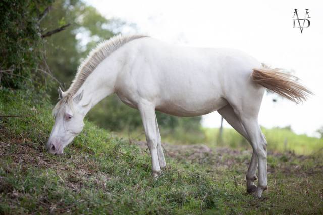 Potranca PRE Pura Raza Espa&ntilde;ola En venta 2024 Crema por INSUENO