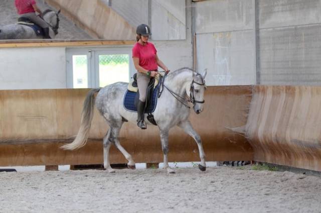 Caballo castrado Lusitano En venta 2018 Blanco por ELDORADO DA BROA