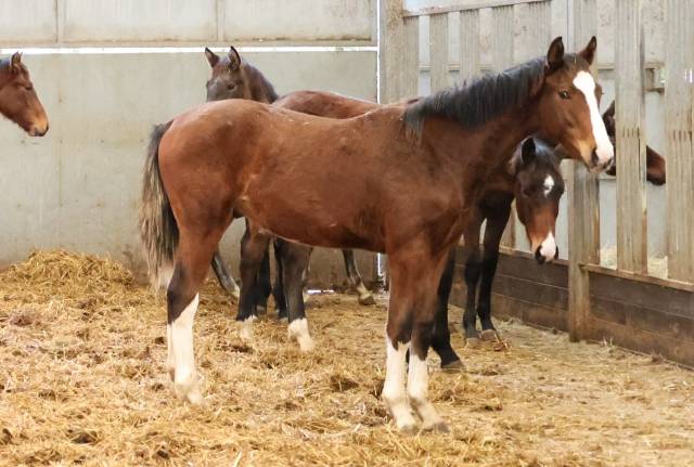 Potro Zangersheide En venta 2025 Bayo