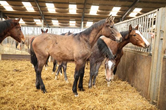 Potranca Zangersheide En venta 2025 Tordo