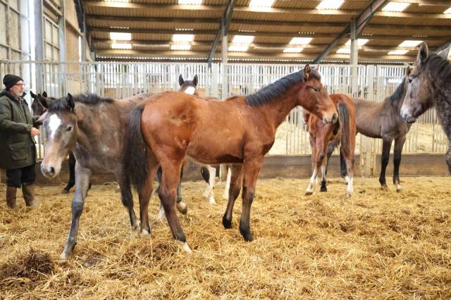 Caballo castrado Zangersheide En venta 2025 Bayo