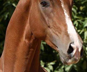 Caballo castrado CDE Caballo Deporte Espanol En venta 2016 Alaz&aacute;n