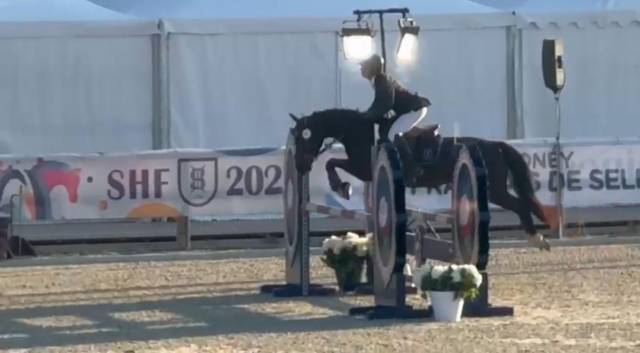 Yegua Origine Constat&eacute;e En venta 2020 Negro