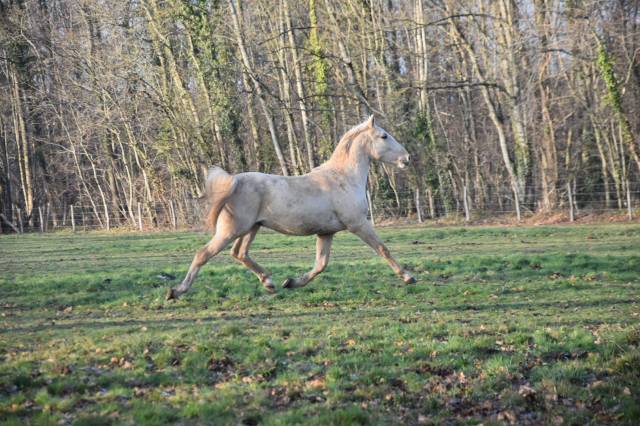 Caballo castrado Origine Constat&eacute;e En venta 2024 Palomino por Dundi des Ocres