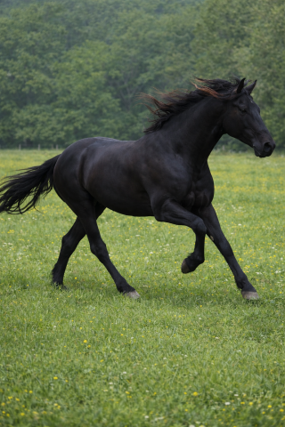 GALAN SALVATELLA III - PRE Pura Raza Espa&ntilde;ola 2022 por BANDOLERO CCCL