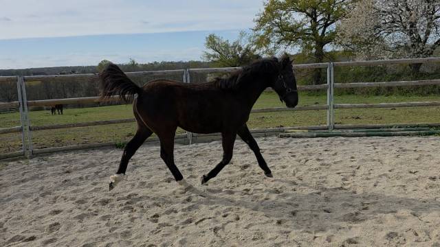 Potranca Origine Constat&eacute;e En venta 2025 Bayo