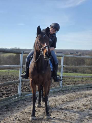 Yegua Silla Franc&eacute;s En venta 2008 Bayo