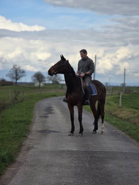 Yegua Silla Franc&eacute;s En venta 2008 Bayo