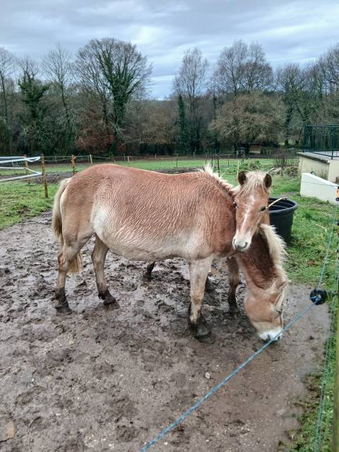 Yegua Haflinger En venta 2020 Alaz&aacute;n
