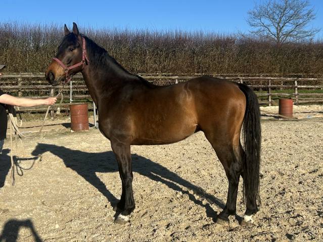Yegua Origine Constat&eacute;e En venta 2022 Bayo